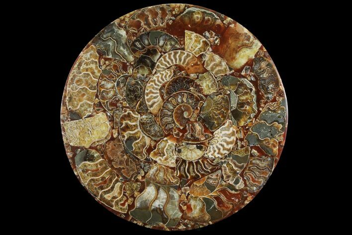 Composite Plate Of Agatized Ammonite Fossils #107217